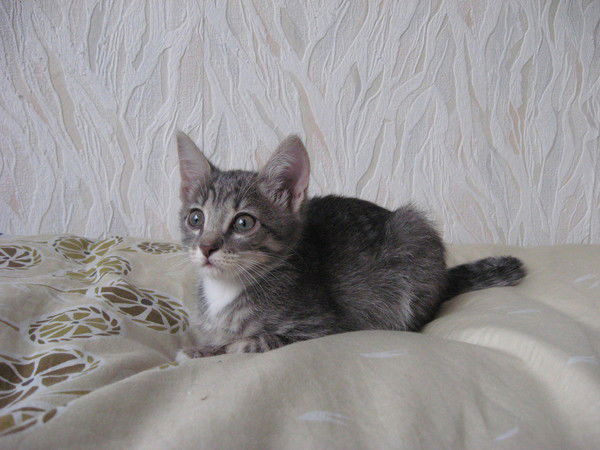 Кот Василий