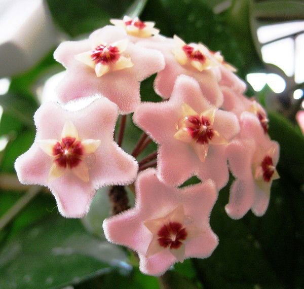 Елена Дорофеева