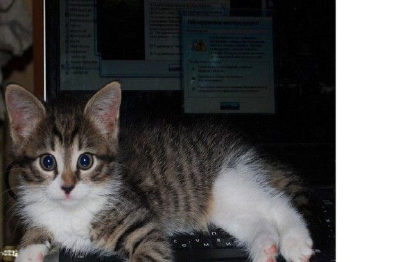 Котик Наркотик