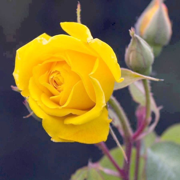 Шаубаева Сауле