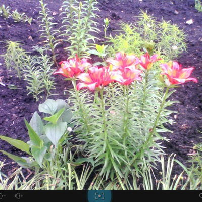 Настя Коровина