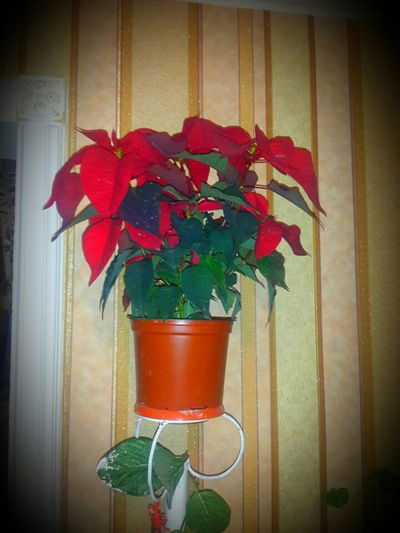 Фатима Хасанова