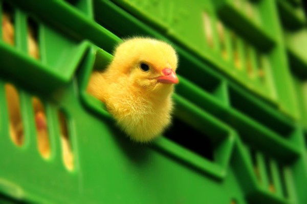 Михаил Пономарев