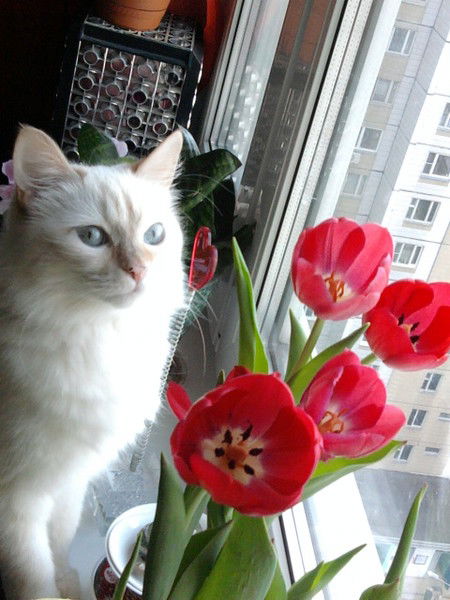 Александра Баландина