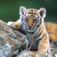 Адам Ахмедов