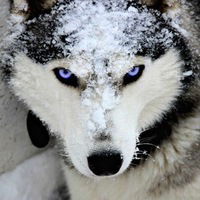 Олег Квашнин