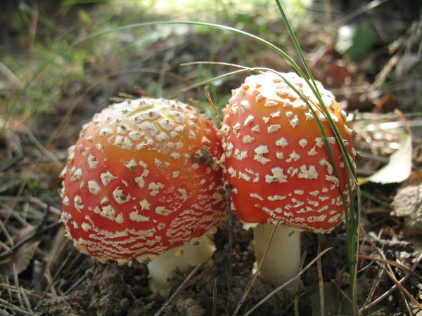 Марина Лукина