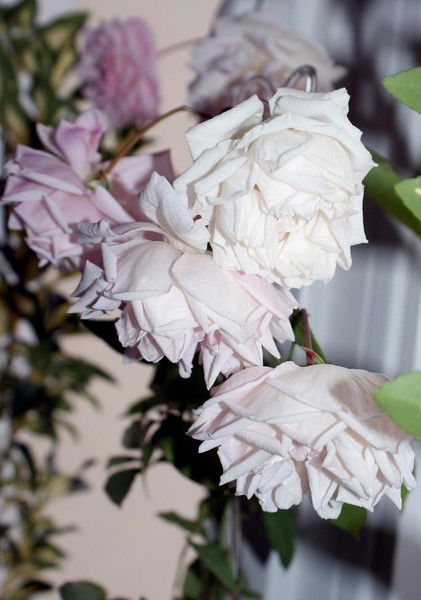 Марианна Волкова