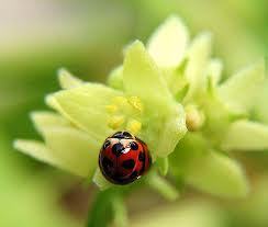 Варвара Керова