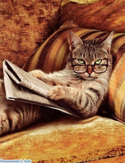 Злой Морда Ежик-Панк