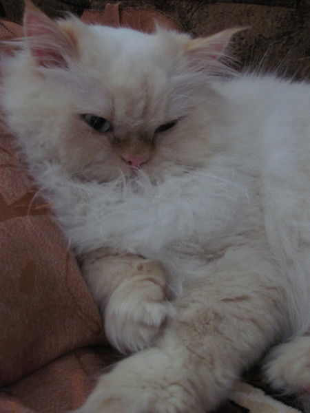 Anastasiya Dyshlevich