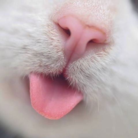 Анастасия Станиславская