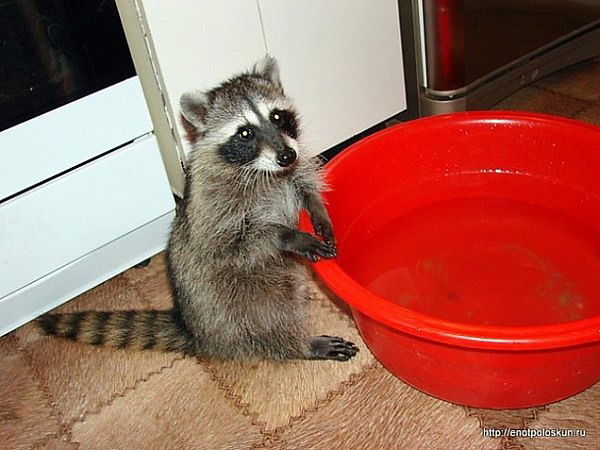 Граф Яскевичь