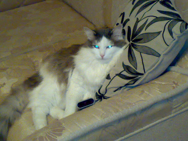 Анастасия Панова