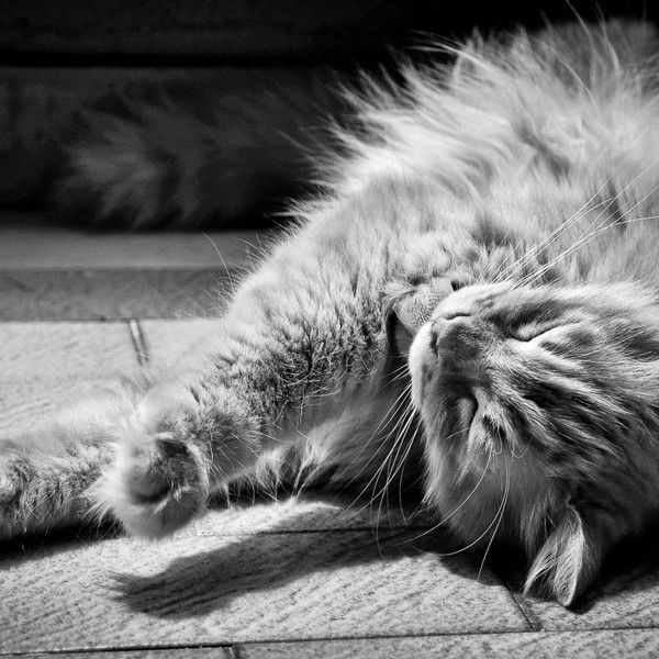 Анюта Даниленко