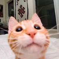 Максим Крыга