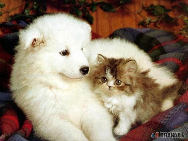 Ирина Трофимова