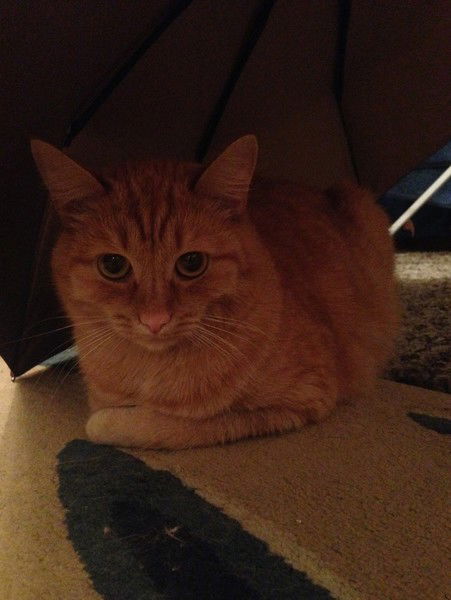 Анжелика Размахнина