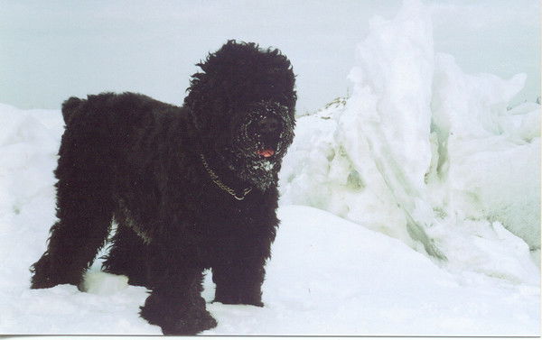 Александр Боровиков