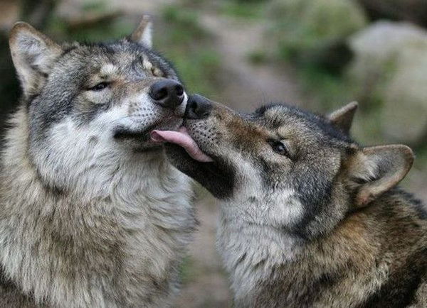 Данил Росимов