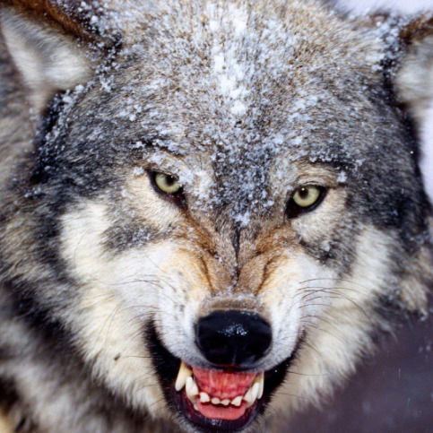 Андрей Лебедев