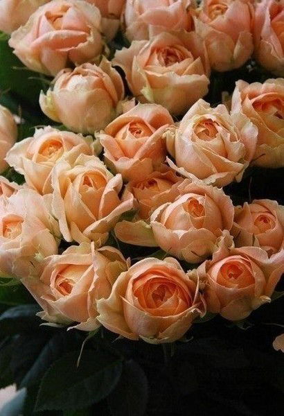 Куляш Утепбергенова