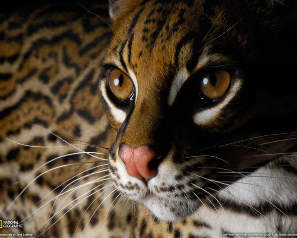 Татьяна Захарова