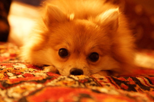 Надежда Моисеева