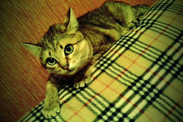 Алексей Иванов