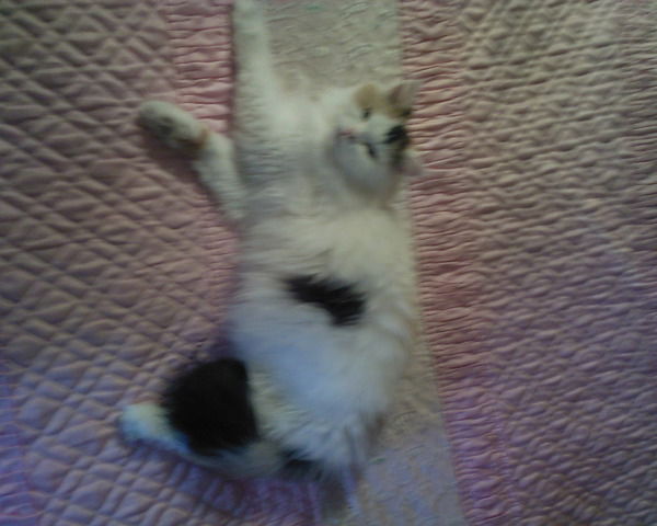 Елена Полякова