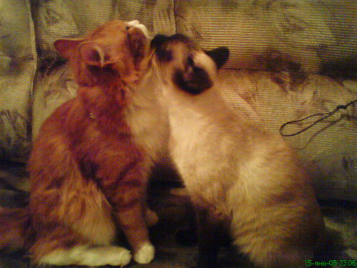 Роман Абдулов