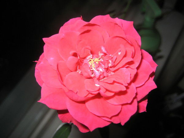 Анастасия Волкова