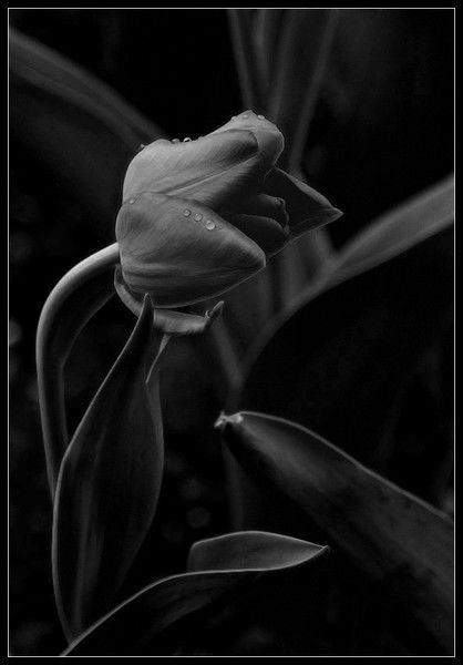 Ирина Сорокина