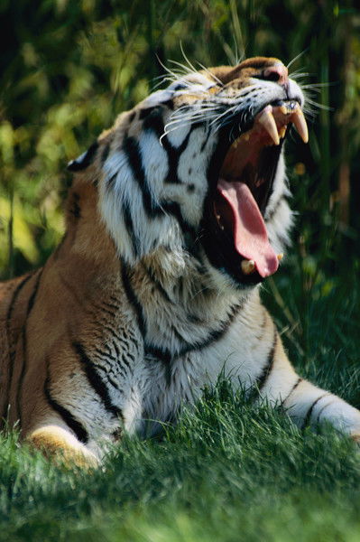 Игорь Илющенко