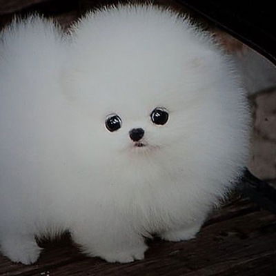 Арсений Истомин