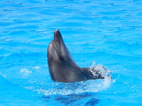 Елена Мосиенко