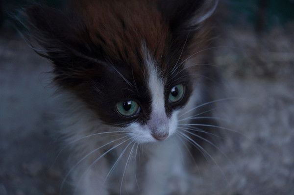 Елена Сысоева