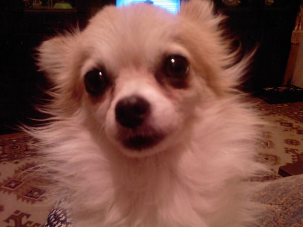 Елена Никифорова