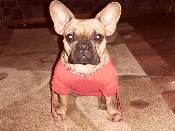 Су4Ки Фр. Бульдога