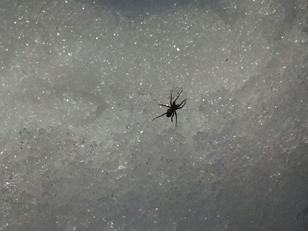 Максим Резвяков