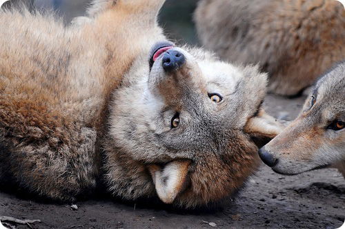 Димон Байкер-37 Rus
