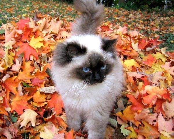 Светлана Бутвинская