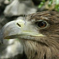 Никита Карпенко