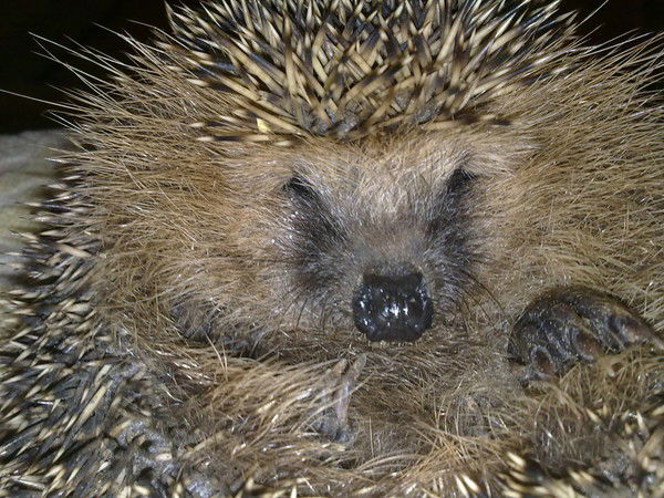 Владимир Огнев