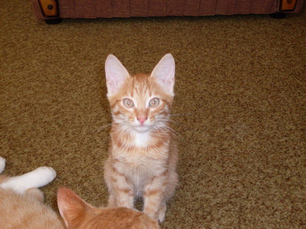 Галина Пластинина