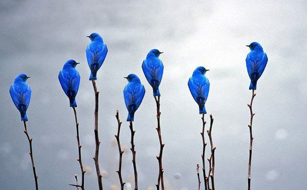 Ольга Пластинина