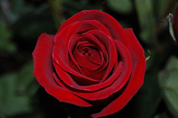 Юлия Куляева