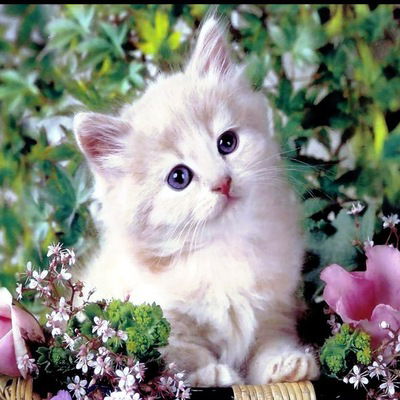 Евгений Киселев