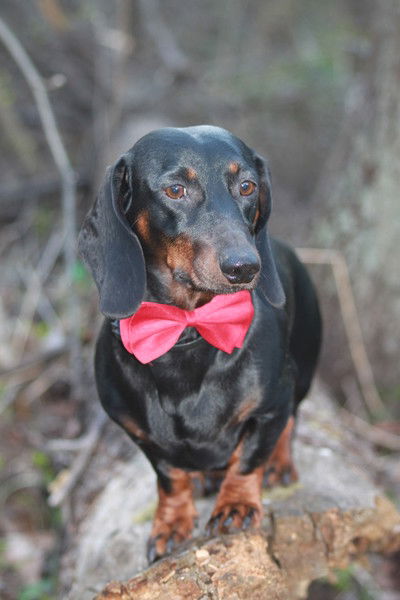 Мария Лебединская