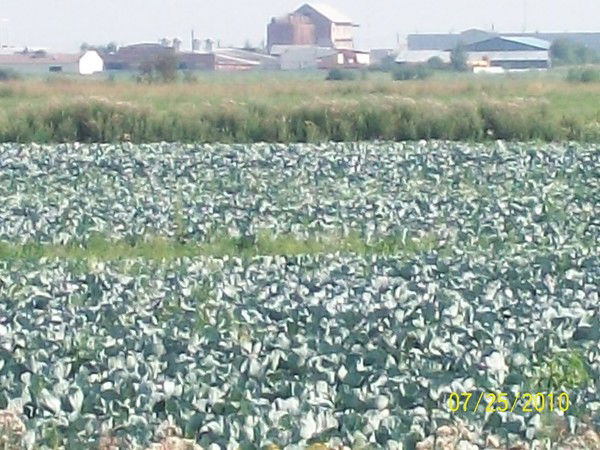 Аннаит Паламодова